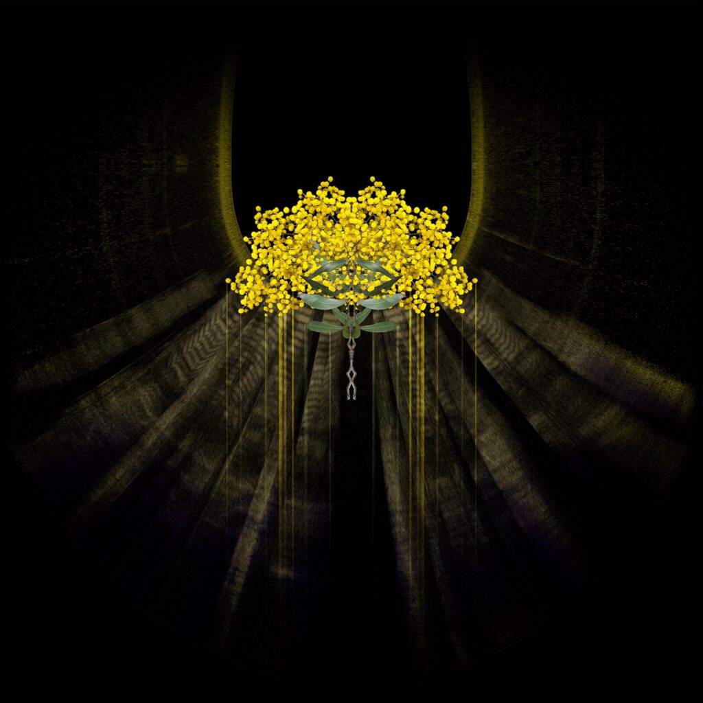 Digital yellow blooms of wattle and green wattle leaves appear collaged, geometric and symmetrical against a black background.