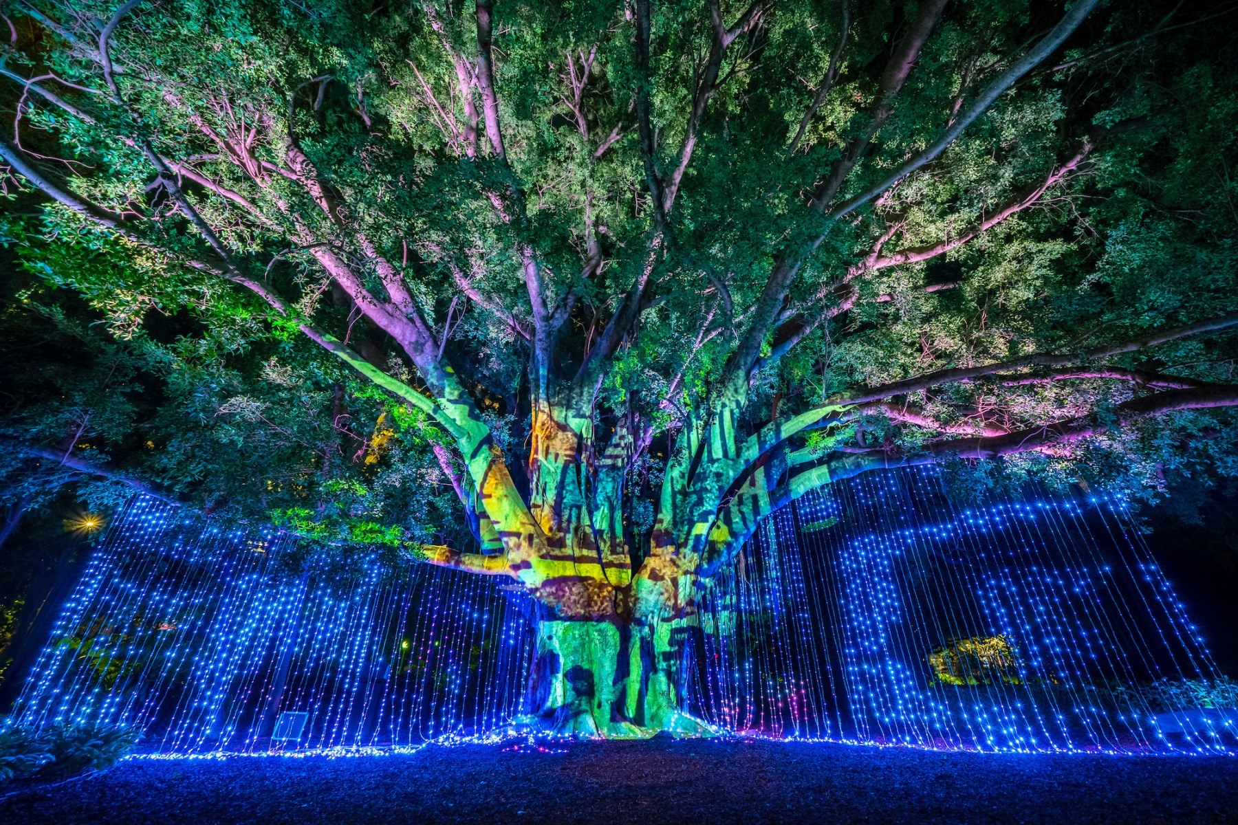 A multitude of blue lights dangle from the branches of a majestic tree like strings of beads, while a projection of abstract patterns moves across the tree’s thick trunk